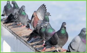 شركة مكافحة حمام بالرياض