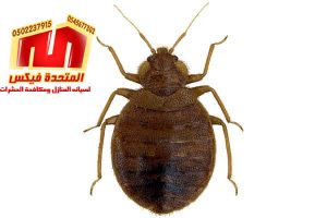 شركة مكافحة حشرات بالخرج