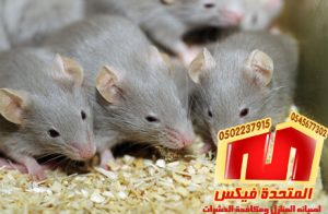 شركة مكافحة فئران بالرياض