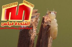شركة مكافحة النمل الابيض بالرياض